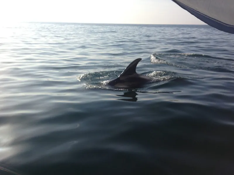 Dolphins alongside Liamar
